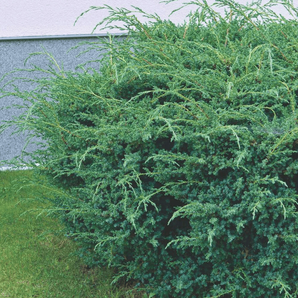 Juniperus chinensis Blue Alps (ginepri ginepro)  vaso 18 cm