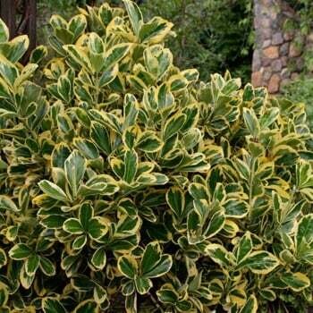 Evonimo Euonymus Variegato  AUREOMARGINATA vaso 24 cm h 50-60 fuorivaso