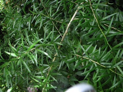 Asparagus Falcatus vaso 12 cm