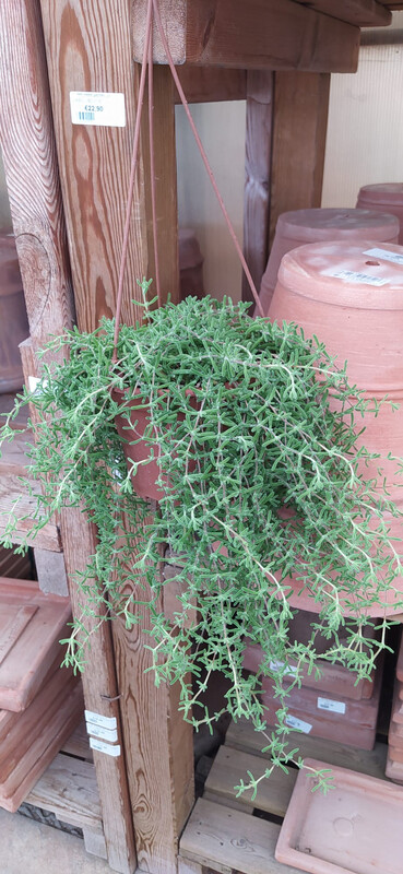 Barba di Giove, Drosantemo, Drosanthemum - basket Ø19 cm