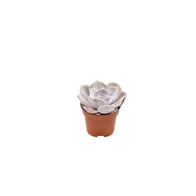 Echeveria spp. Lilacina vaso 6 cm