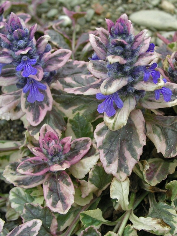 Ajuga reptans &#39;Burgundy Glow&#39; - vaso Ø12 cm