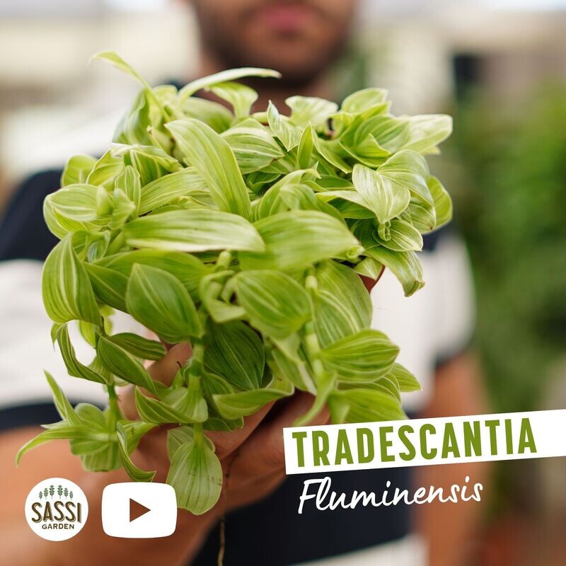 Tradescantia Fluminensis, Tradescantia albiflora &#39;Albovittata&#39;, Erba miseria, Tradescanzia - vaso Ø12 cm