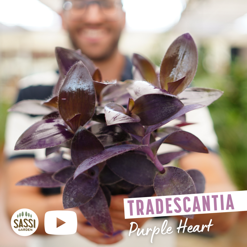 Tradescantia Purple Heart, Erba miseria, Tradescanzia - vaso Ø12 cm