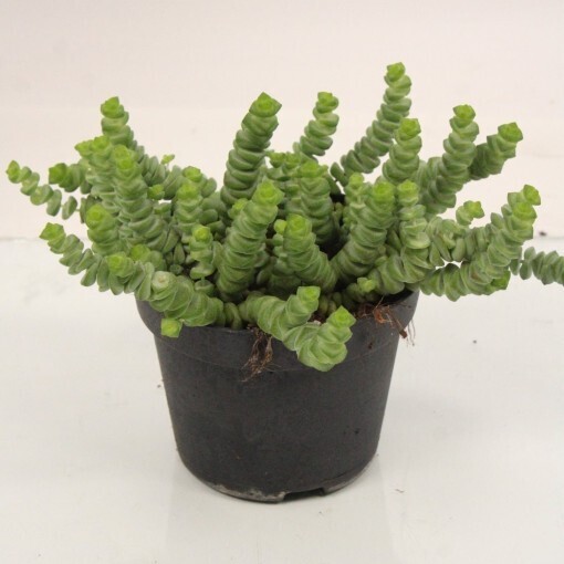 Crassula Marnieriana - vaso Ø11 cm