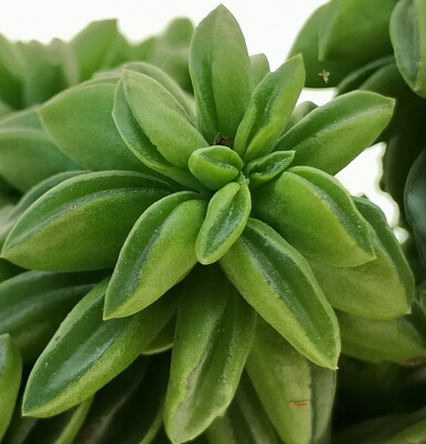 Peperomia asperula - vaso Ø5.5 cm