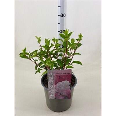 Pianta Ortensia Paniculata Vanille Fraise - Vaso Ø 18 Cm | Ortensia Vera Da Giardino - Foto 12