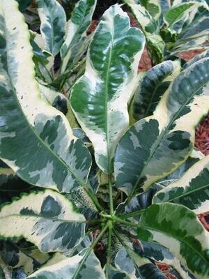 Croton Codiaeum variegatum Tamara vaso Ø 17 cm H 30 cm