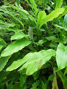 Cardamomo – Elettaria cardamomum vaso 2 litri