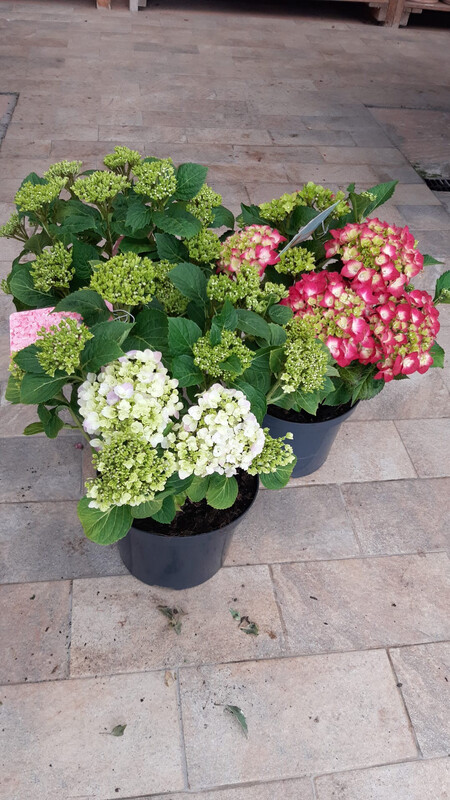 Hydrangea macrophylla, Ortensia - vaso Ø23 cm