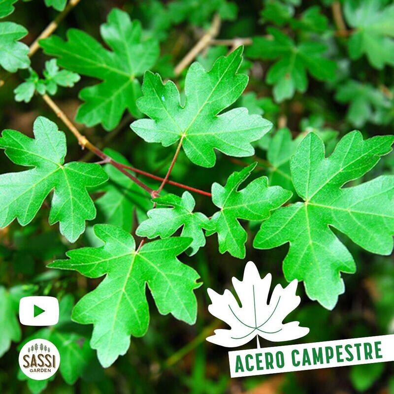 Acer campestre, Acero campestre - vaso 10 h 55 Acer campestre, Acero campestre - vaso 10 h 55