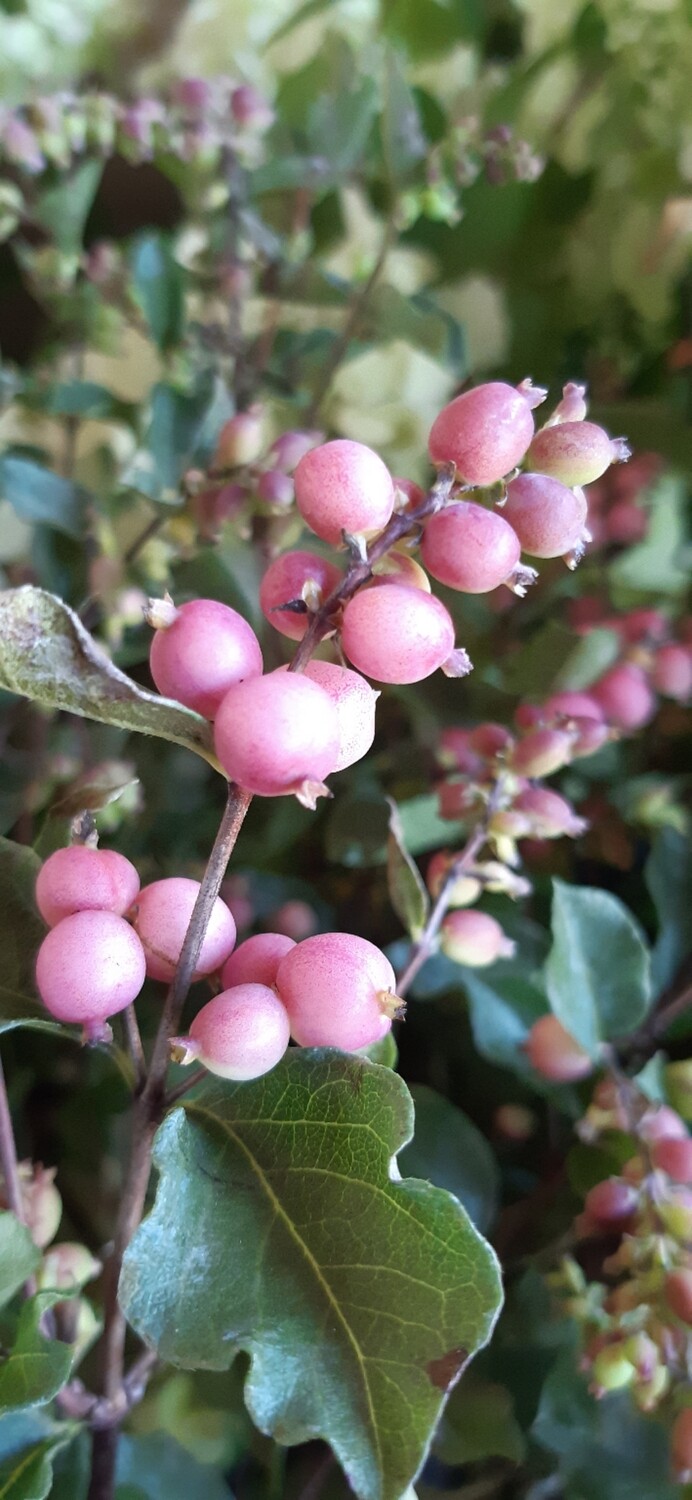 Sinforicarpo, Symphoricarpos, Simporicarpo Symporicarpus, Lacrime d&#39;Italia (bacca rosa) - vaso Ø18 cm