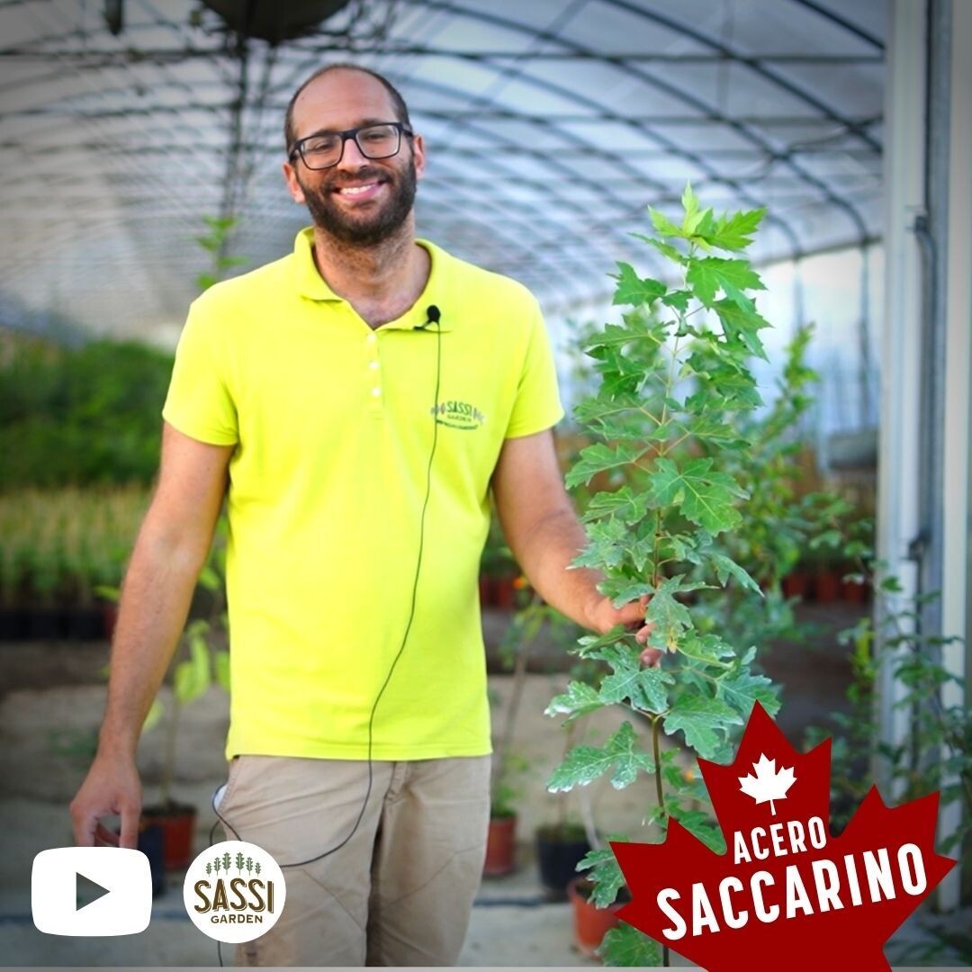 Acer Saccharinum, Acero Saccarino/Acero Argenteo - vaso Ø24 cm H 150