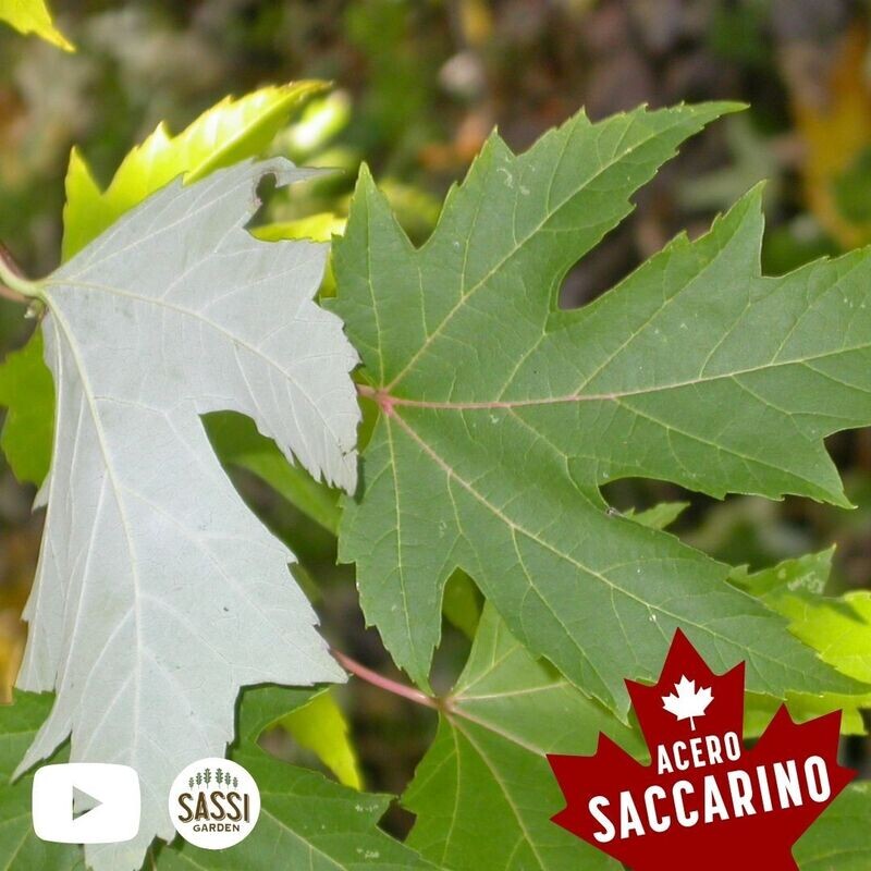 Acer Saccharinum, Acero Saccarino, Acero Argenteo - vaso Ø25 cm, h 230/240 cm INCANNATO