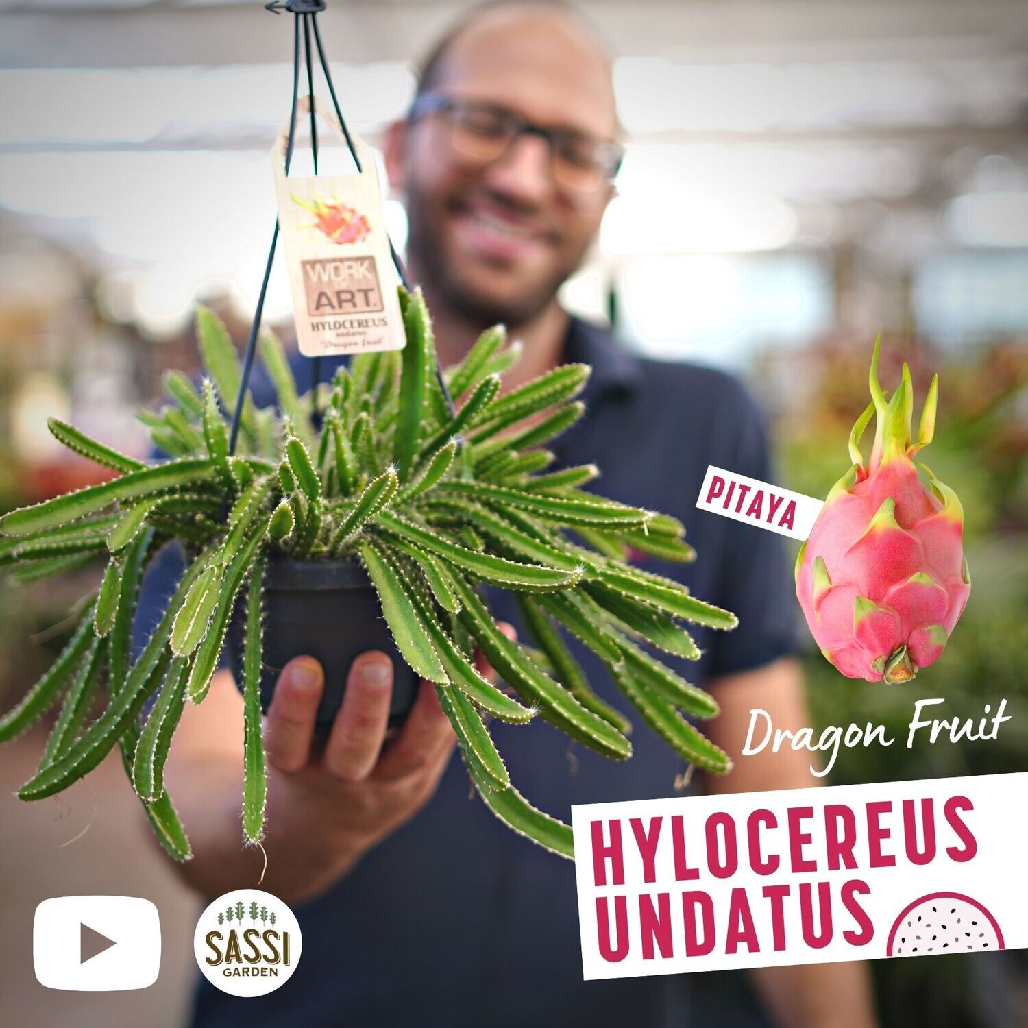 Hylocereus Undatus vaso 14 Pitaya Frutto del drago