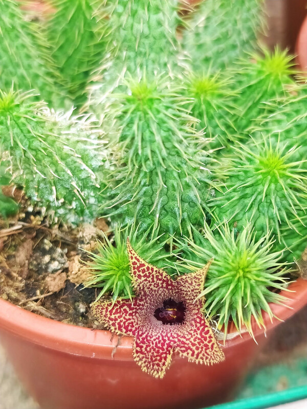 Stapelia, Huernia pillansii - vaso Ø5,5 cm