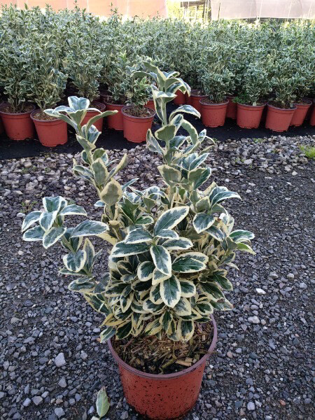 Evonimo, Euonymus variegato Susan - vaso Ø18 cm, h 25 cm fuori vaso