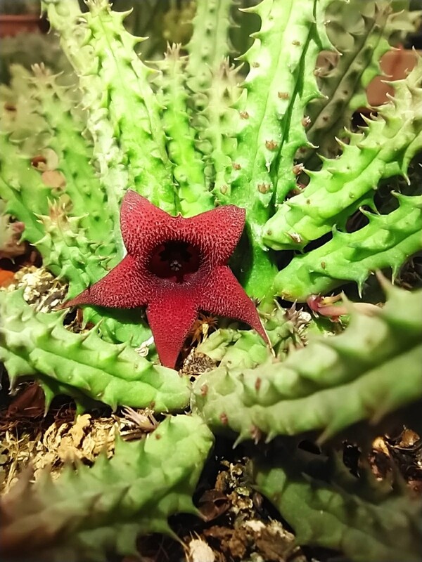 Stapelia, Huernia schneideriana - vaso Ø5.5 cm
