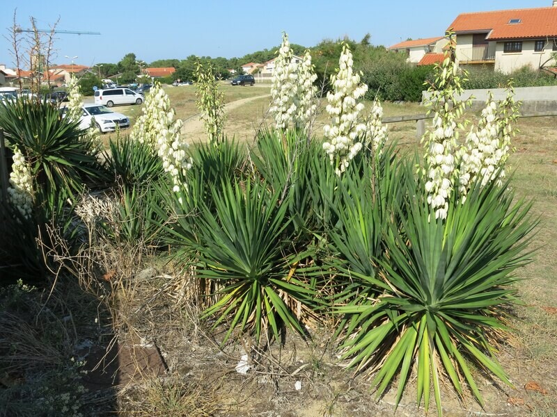 Yucca Filamentosa - vaso Ø17 cm