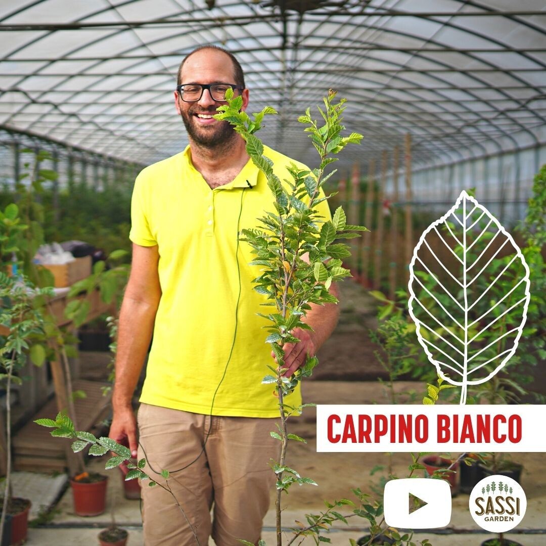 Carpino Bianco, Carpinus Betulus - vaso Ø9 cm, h 40 cm