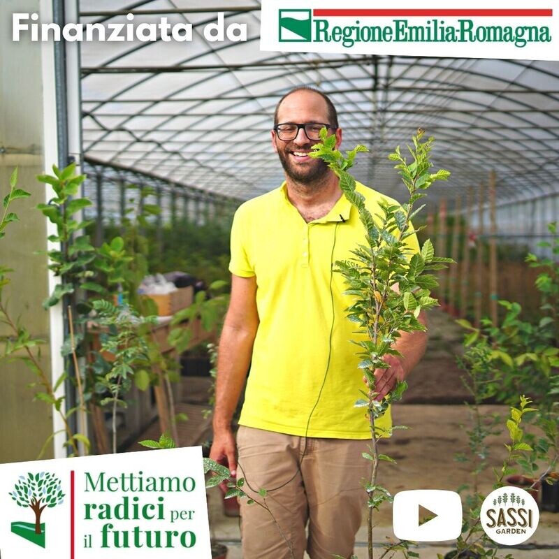 MRPF Carpinus betulus, Carpino Bianco - ALBERO ALTO H&gt;1,5mt