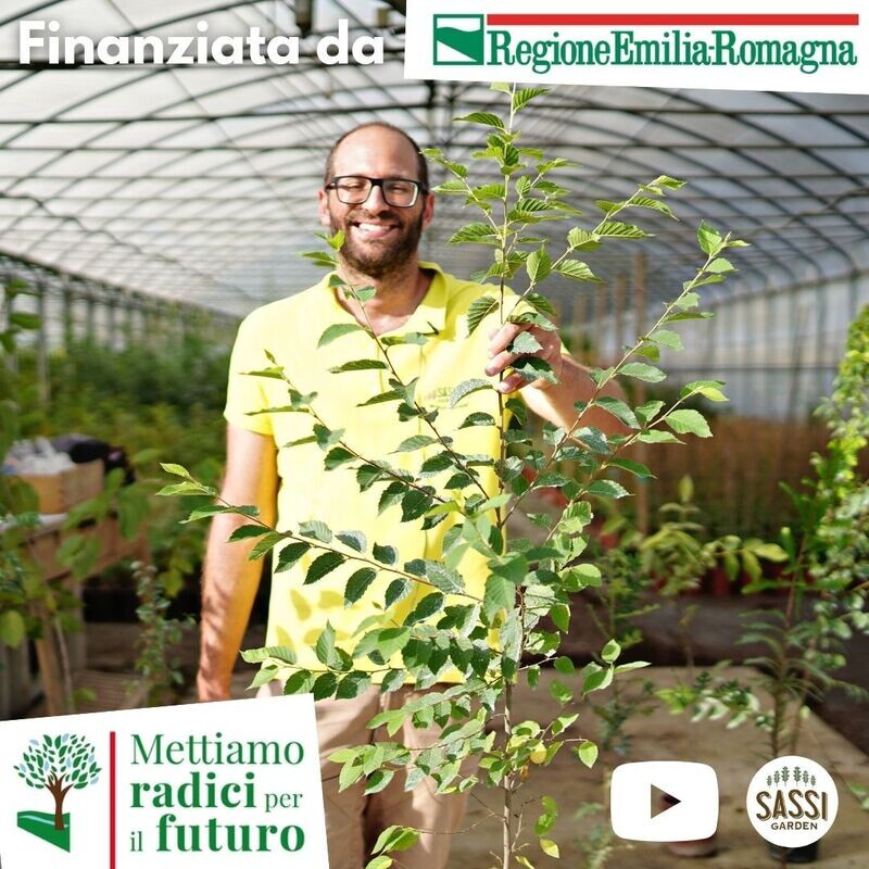 MRPF Ostrya carpinifolia, Carpino Nero/Ostria/Carpinella - Pianta bassa h 40 in vaso