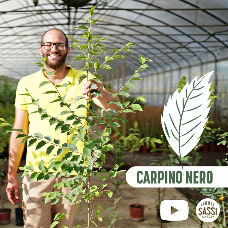 Carpino Nero / Ostrya carpinifolia / Ostria / Carpinella vaso 3 litri h 120