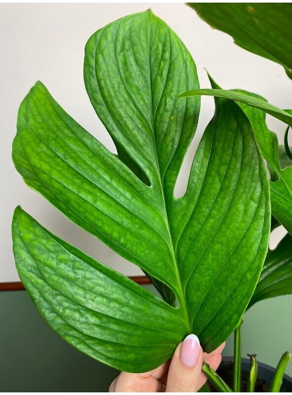 Monstera pinnatipartita v18
