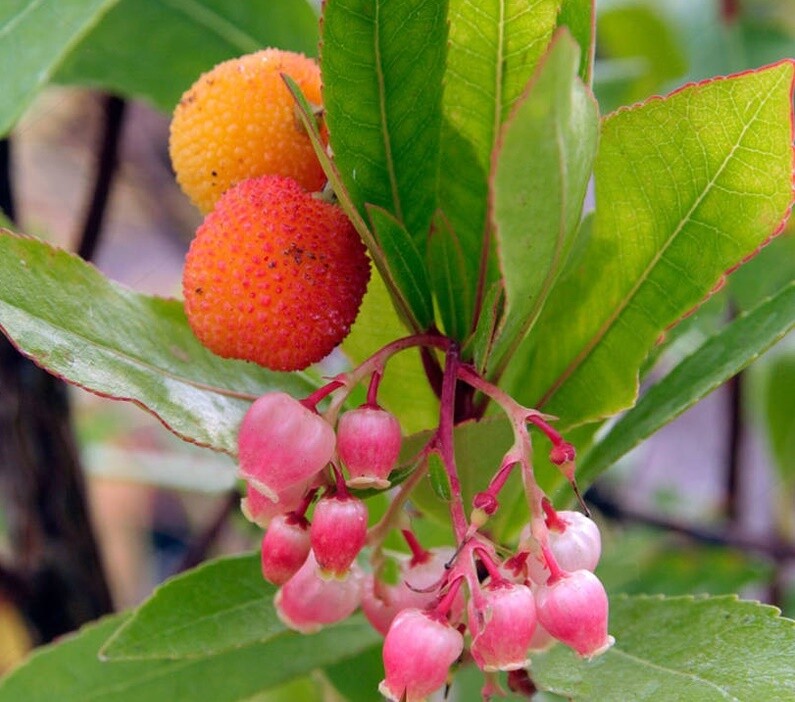 Arbutus Unedo Roselily, Corbezzolo - vaso Ø20 cm