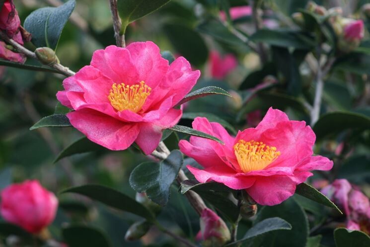 Camellia sasanqua, Camelia - vaso Ø24 cm SOLO ROSA