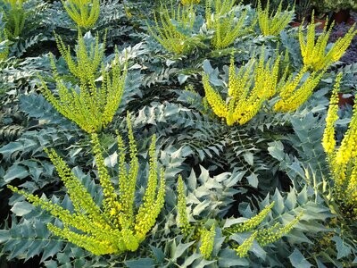 Mahonia media &#39;Winter Sun&#39; - vaso 18