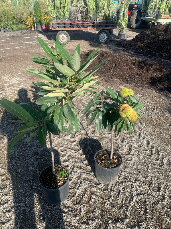 Castanea sativa &#39;Marrone di Marradi&#39; -  vaso Ø24 cm, h110-120 cm