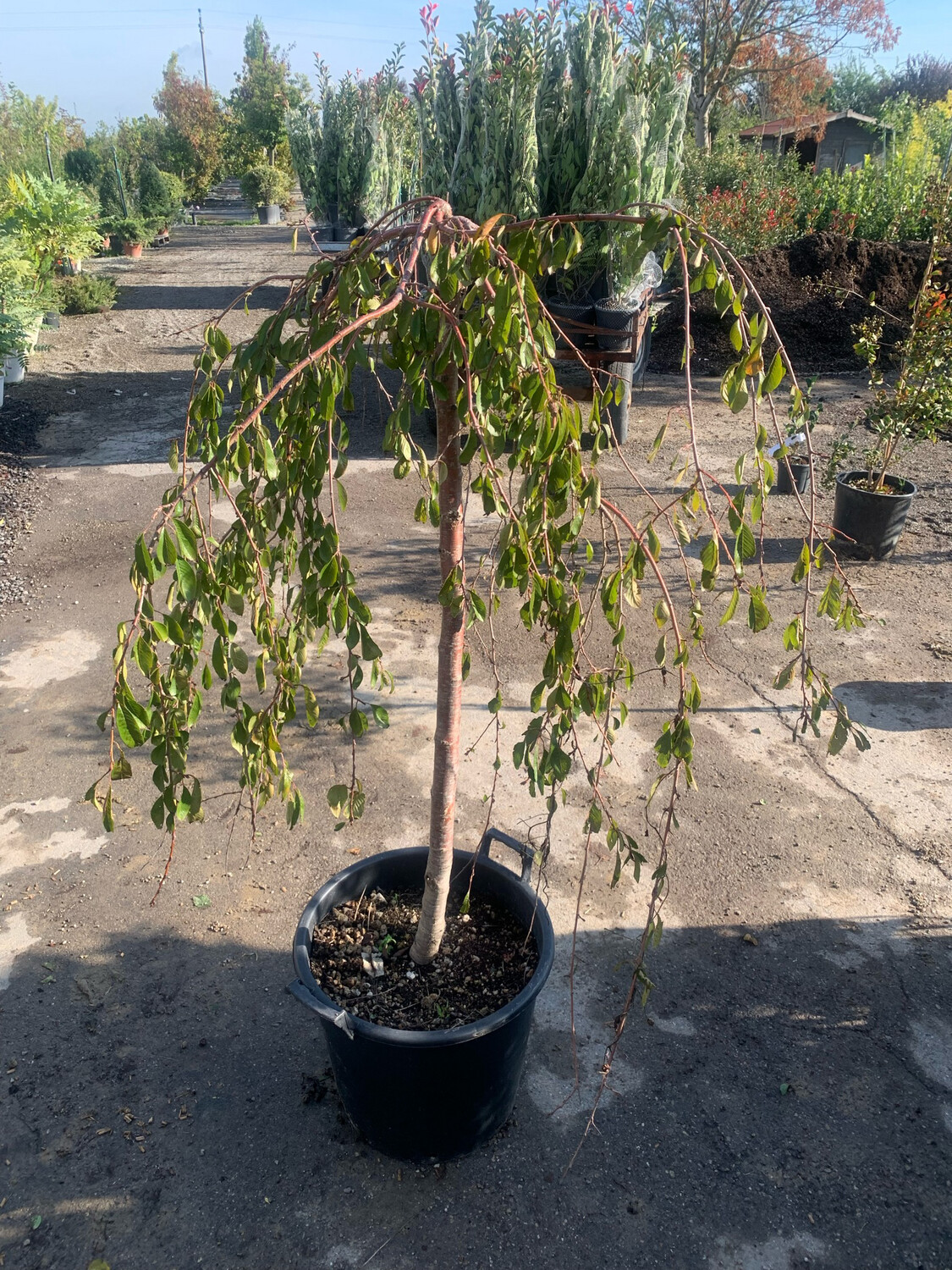 Prunus subhirtella Pendula -  Ciliegio da fiore piangente - vaso 30 h 130