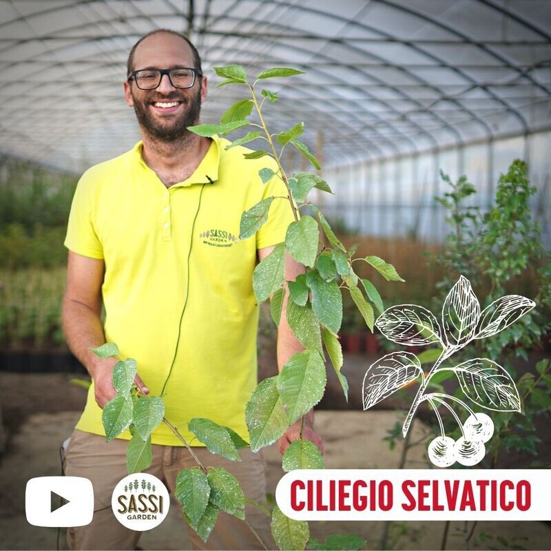 Prunus avium, Ciliegio Selvatico - vaso 3 litri h 130