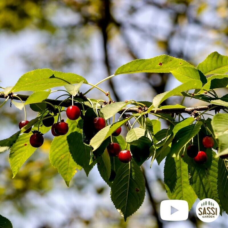 Prunus avium, Ciliegio Selvatico - vaso 9 h 60 Prunus avium, Ciliegio Selvatico - vaso 9 h 60