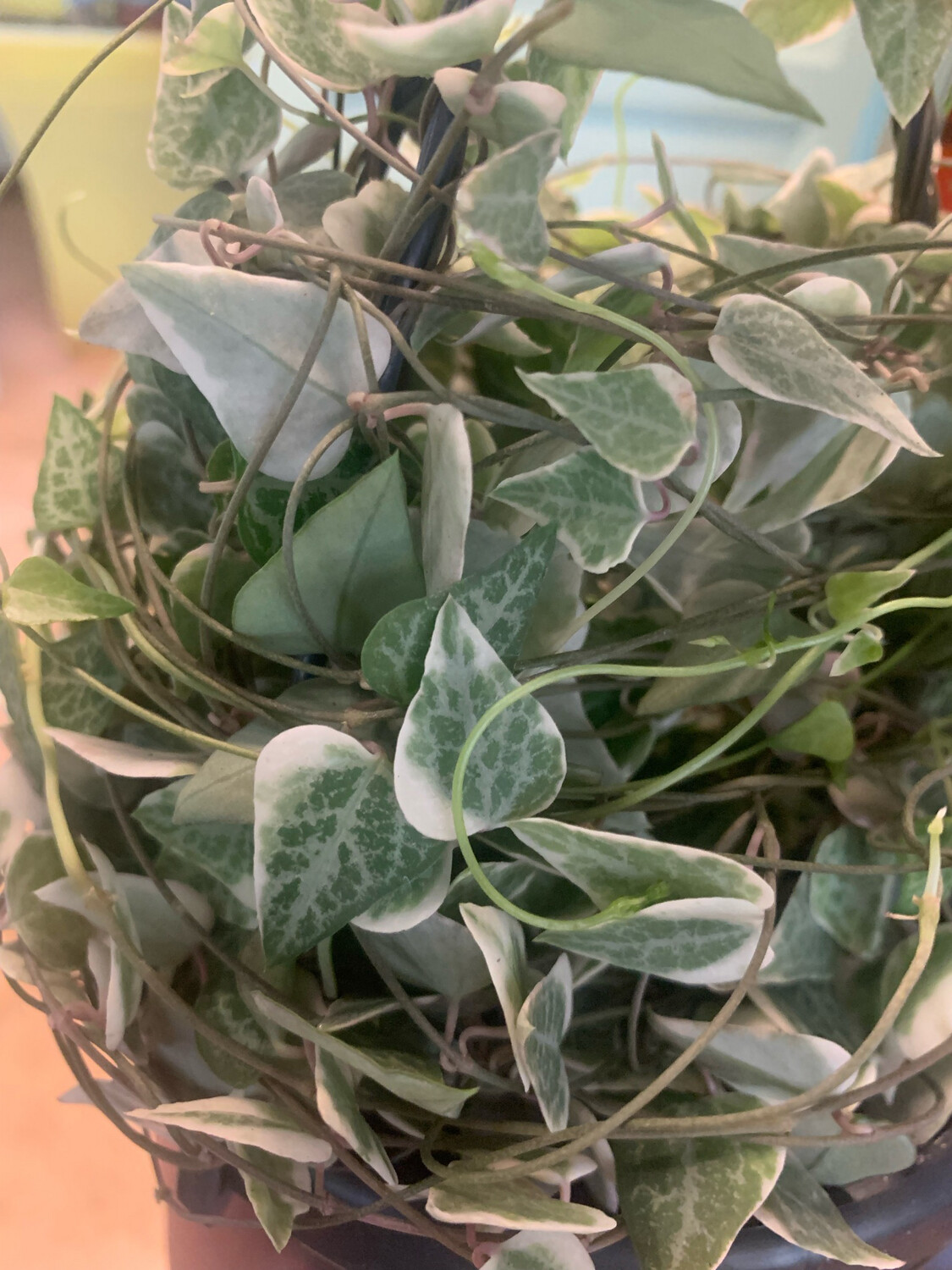 Ceropegia linearis &#39;Merel&#39;, String of Hearts, Collana di cuori - vaso Ø9 cm