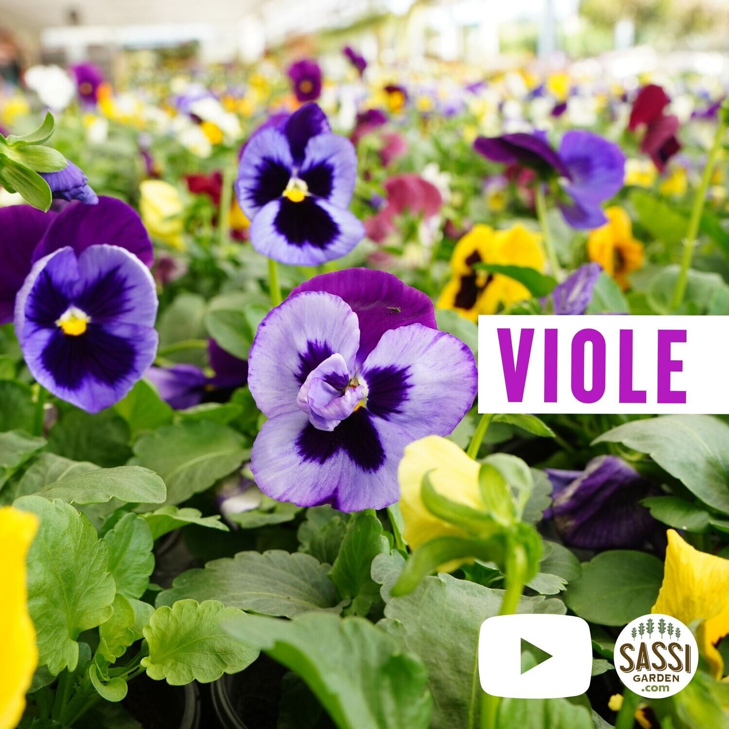 Viola a fiore grande, Viole Pansè, viola del pensiero, fg1 Viola x wittrockiana - vaso Ø10 cm (Solo Parma e Reggio)