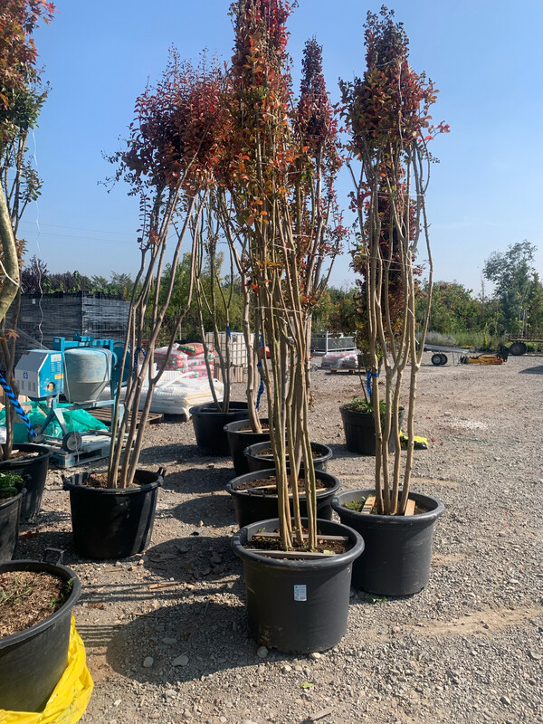 Lagerstroemia indica, Mirto crespo (cespuglio) - vaso Ø50 cm