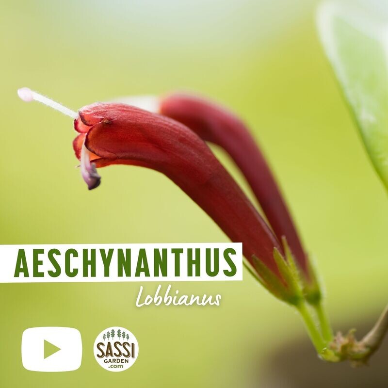 Aeschynanthus lobbianus, Eschinanto Mona Lisa, pianta rossetto - vaso Ø12 cm Aeschynanthus lobbianus, Eschinanto Mona Lisa, pianta rossetto - vaso Ø12 cm