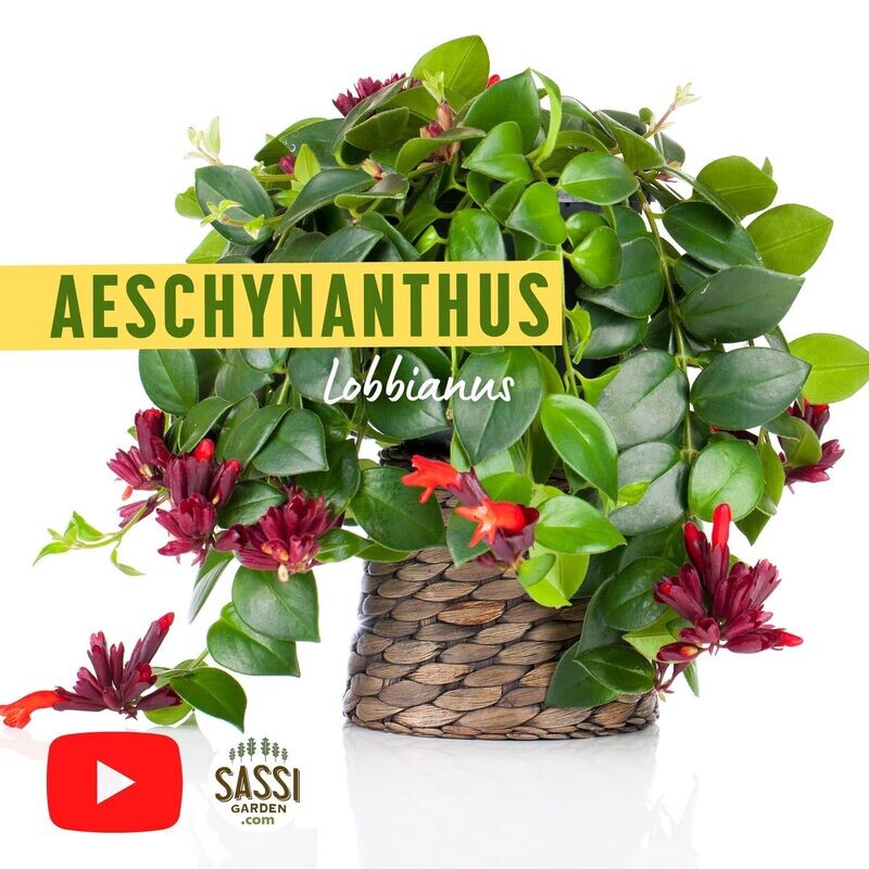 Aeschynanthus lobbianus, Eschinanto, pianta rossetto - basket Ø18 cm