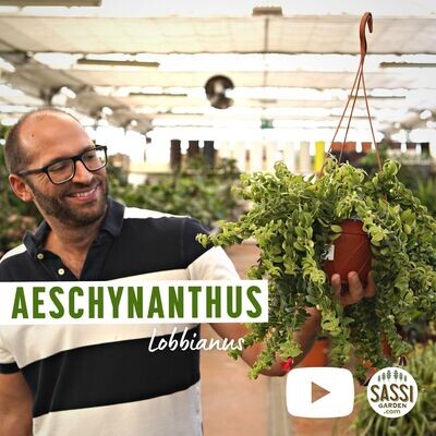 Aeschynanthus lobbianus, Eschinanto, pianta rossetto - basket Ø17 cm