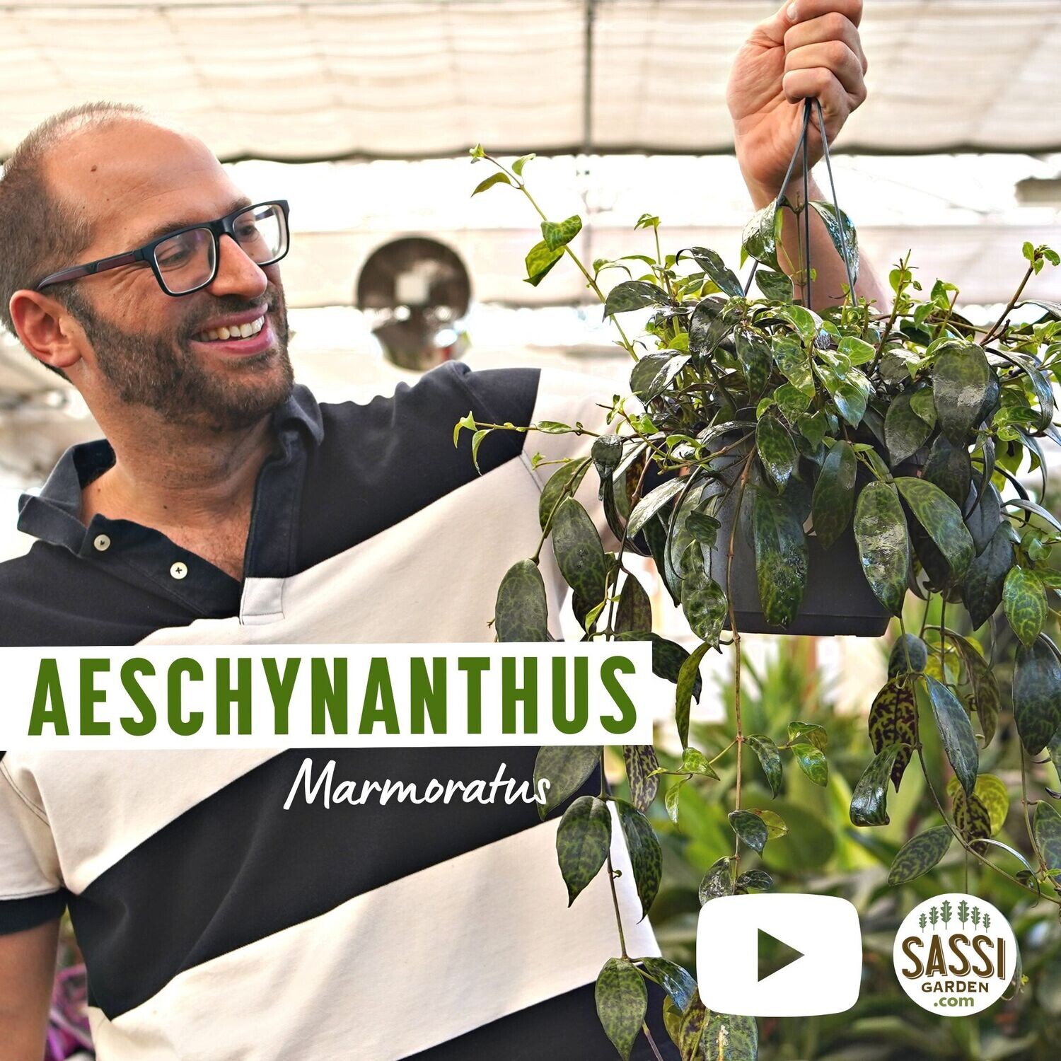 Aeschynanthus marmoratus, Eschinanto Marmorato - BASKET Ø 17cm NON FIORITO ORA