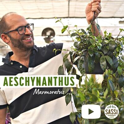 AESCHYNANTHUS ESCHINANTO MARMORATUS BASKET 17 cm NON FIORITO ORA