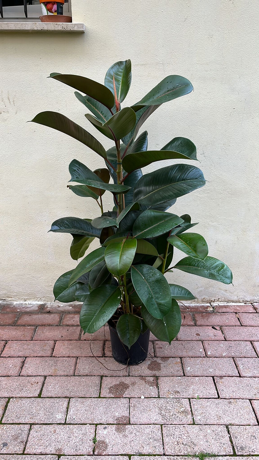 Ficus elastica - Ficus Robusta vaso 22