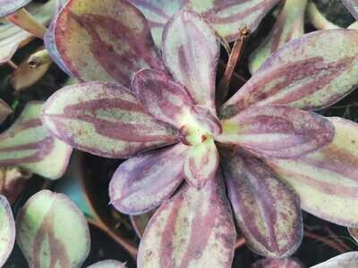 Echeveria spp. Benitsukasa - vaso Ø6 cm