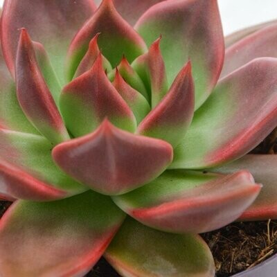 Echeveria spp. &#39;Mars Galaxy&#39; - vaso Ø6 cm