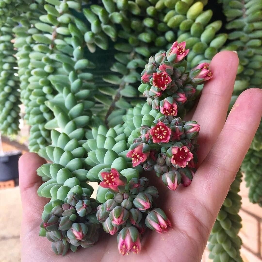 Sedum morganianum, Coda d&#39;asino - vaso Ø5,5 cm