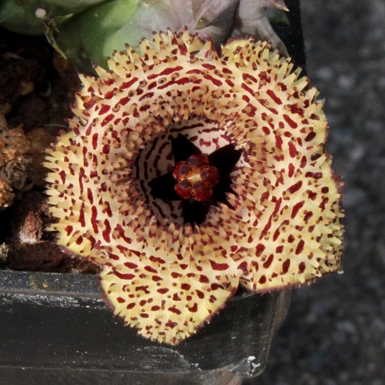 Stapelia Huernia Hystrix - vaso Ø5 cm Stapelia Huernia Hystrix - vaso Ø5 cm