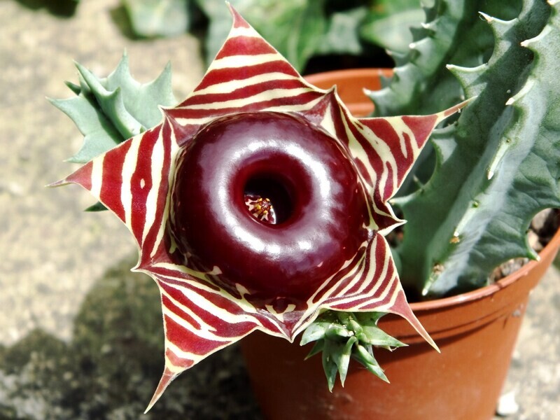 Stapelia, Huernia zebrina - vaso Ø5,5 cm