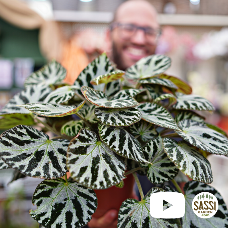 Begonia &#39;Silver Jewell&#39; - vaso Ø15 cm